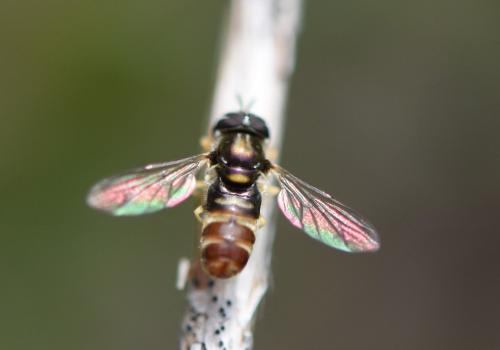 Réf. 188 406 : Paragus quadrifasciatus